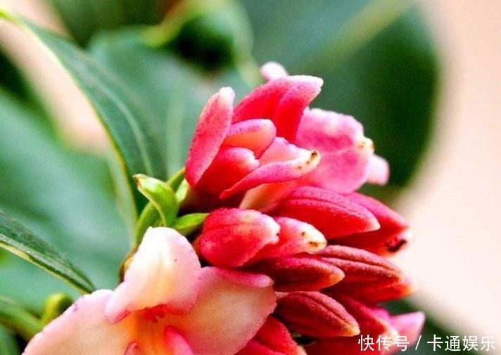 夏天就养此款植物,丢到阳台,四季有花开,花香四溢飘满屋,美