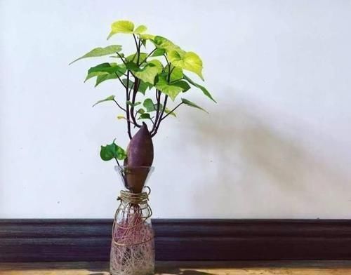 时间就能|一个芋头芽,埋在花盆里,10天长成大盆景,比龟背竹还漂亮