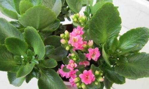 冬天,养这10种花,这事别多做,要不叶子发黄,不开花