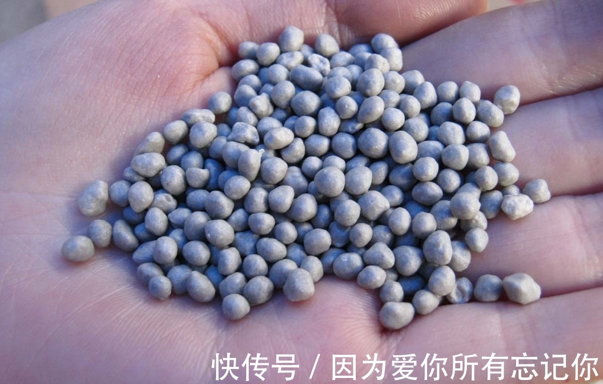 兰花凋谢后，早做3件事，新芽还比老苗多