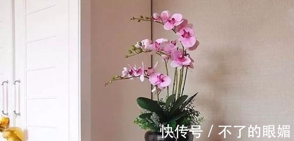 初春养花担心养不活,教你几个小妙招让家里的花生机勃勃