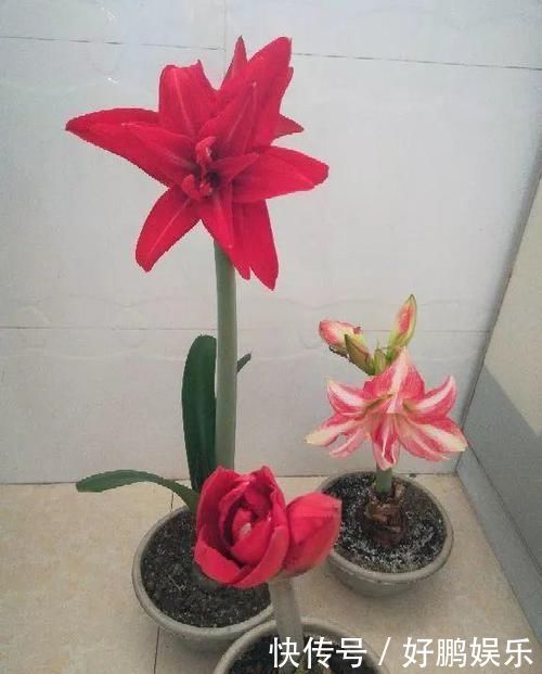 4种不同风格的花,谁见了都爱养,各有各的气质