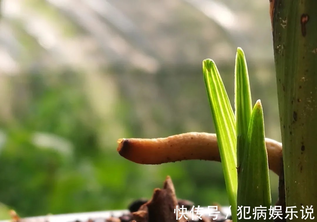 兰花|兰花僵苗怎么办?最怕这种错误判断,兰友:难怪一直不开花