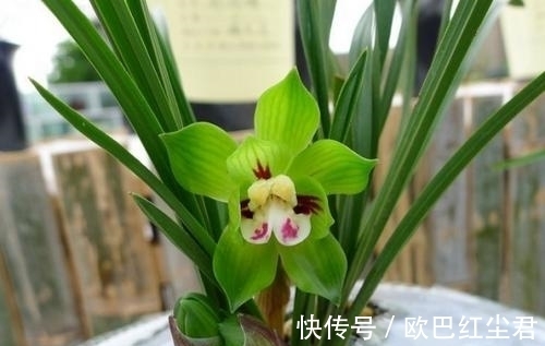浇水|这款兰花有着“春兰皇后”之美誉，花型新奇，花苞浓香，易养活