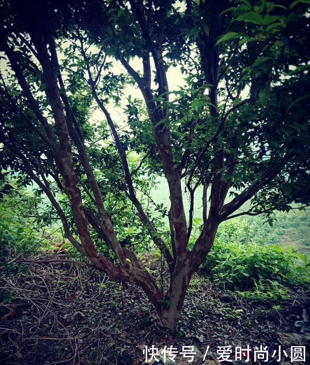 嘉宝果到底是什么树木!