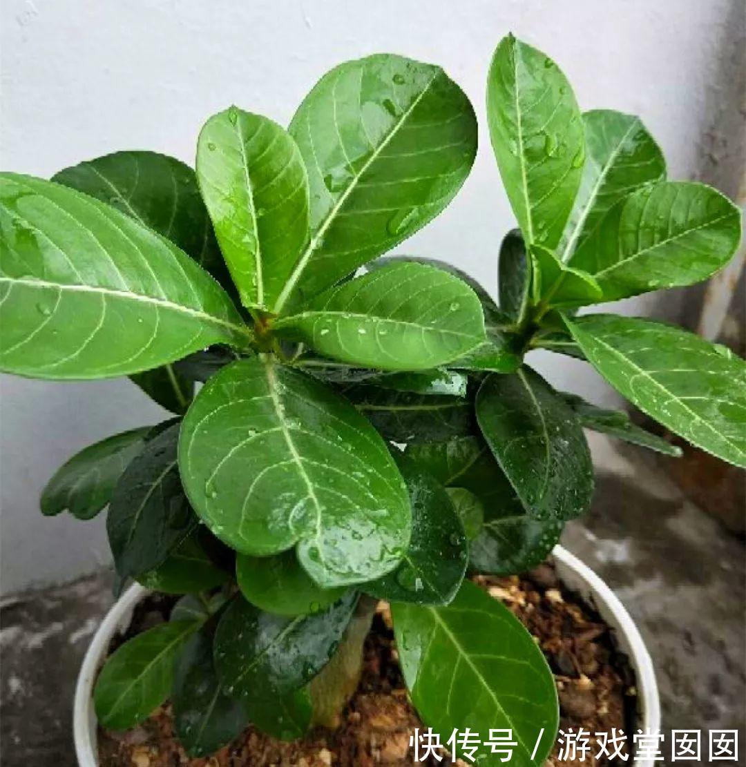 养花不会浇水吗?六大口诀记心间,养啥都能长得旺