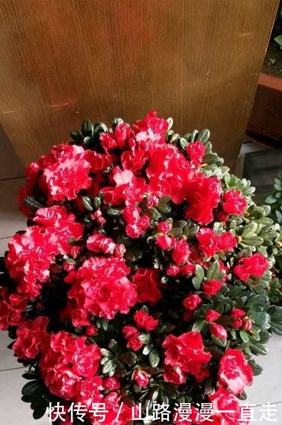 蟹爪兰|这5种花,躺着都能养好,千万不要太勤快了