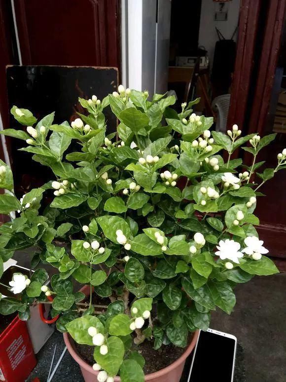 黄化病|总烂根黄叶,盆里撒一把它,不管多难养,很快能冒芽冒花!