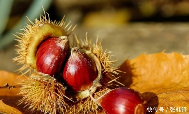 板栗|栗子富含哪些营养?除了糖炒栗子,给大家推荐一个好吃的做法