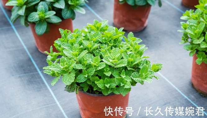 碗莲|这几种花草有水就能疯长，新手也不用愁，简直又好看又好养