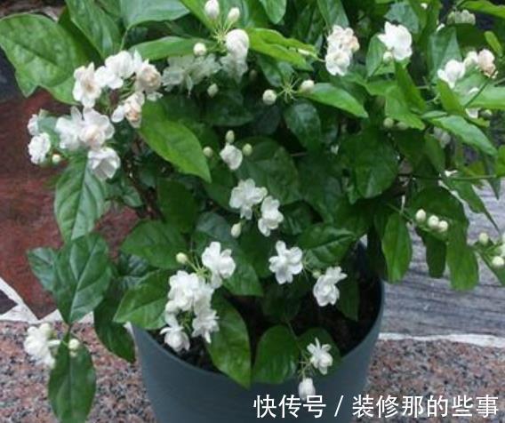 绕道|5种漂亮花,南方随便养开满枝,北方朋友请绕道,易黄叶长不好