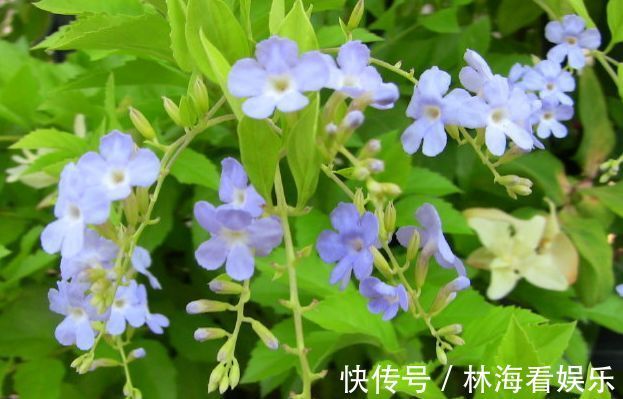 金露花|喜欢菊花，就养盆“精品菊花”情人菊，似娇艳情人，芳香四溢