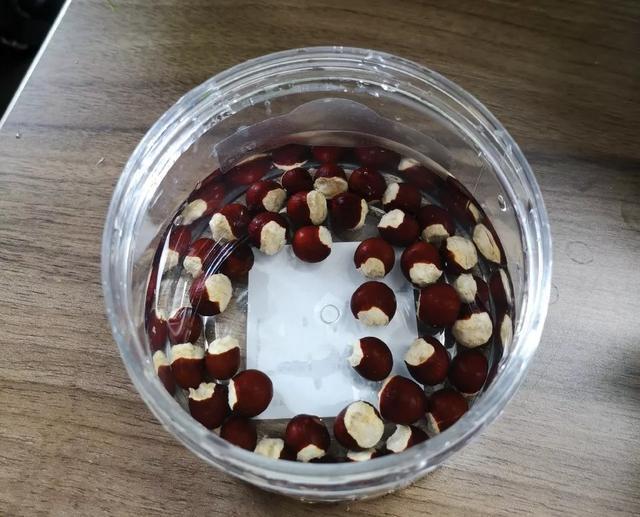 丢一把种子到水里，7天冒出小森林，越热越长个！绿植盆栽不用买