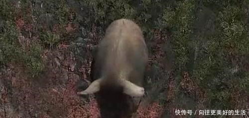  猪八戒|《西游记》中，猪八戒有发挥过和其“天蓬元帅”相称的神通吗