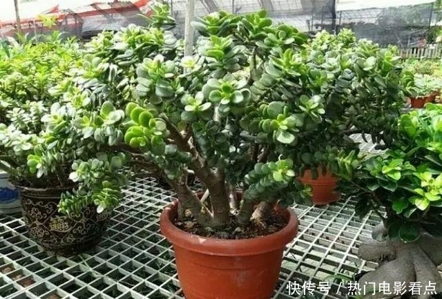 玉树到底有毒没毒,到底能不能在室内养?看完就知道答案