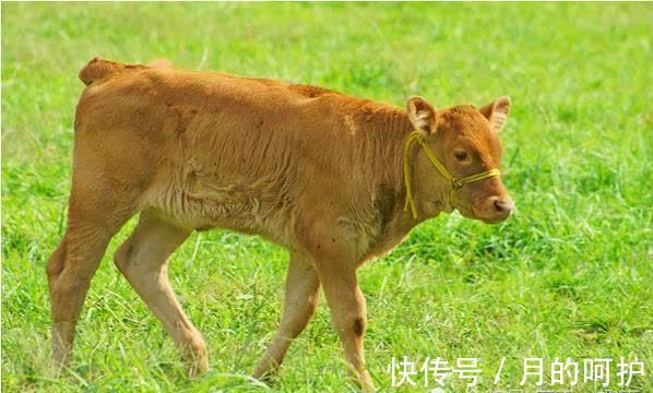 天贵合驿马双星|“丑牛人”过了47岁，一定要花几分钟好好看看，尤其是73年的！