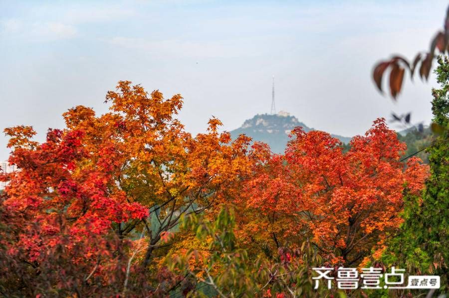 观赏处|佛慧山上秋意浓，五彩枫叶醉金秋