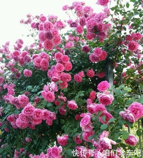 层叠群花|月季土埋“一料”,不黄叶不烂根,7天蹭蹭冒小笋,开出层叠群花!