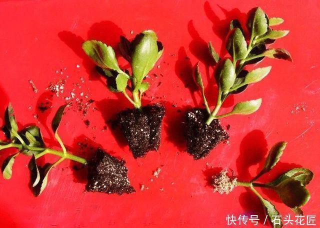 扦插长寿花，记住“选对”3种东西，生根快、长得旺