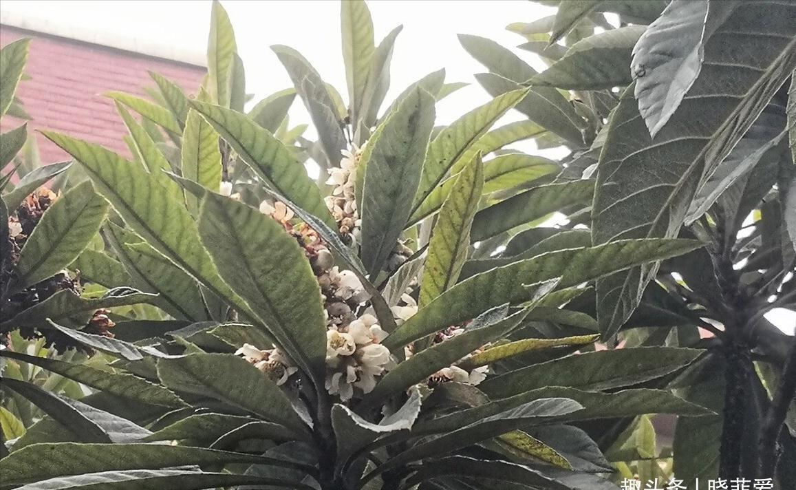 佛手|院子里适合种7种“镇宅树”,随便种一棵,“旺财添福”更旺家