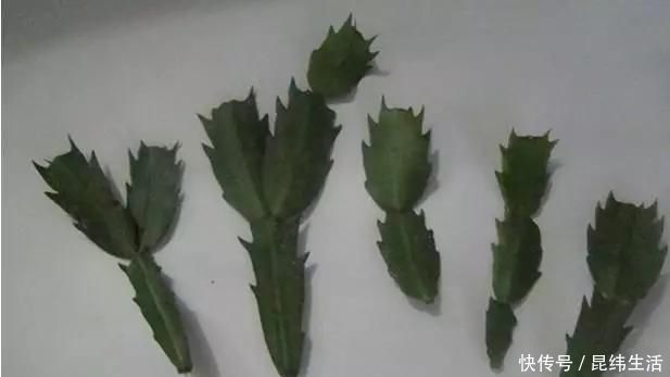 养花|养花爱好者看过来这15种花现在“扦插”,生根快,一个周就长芽