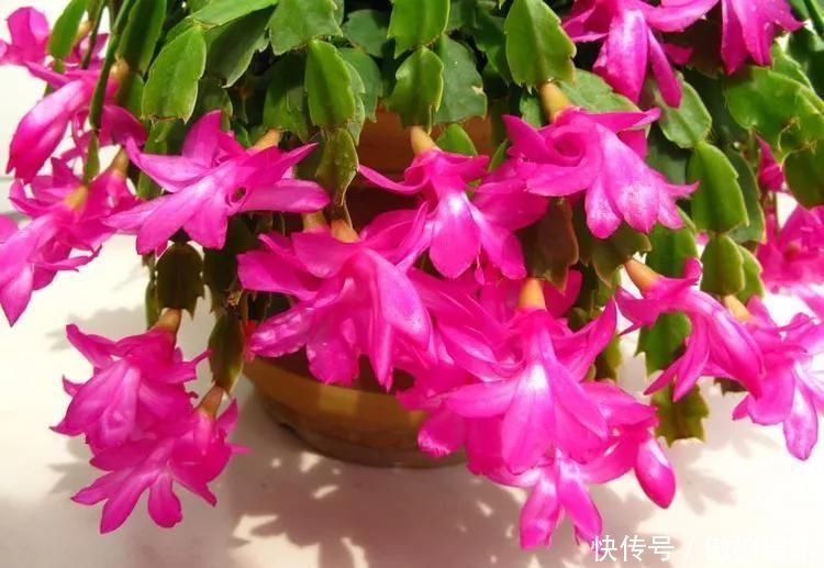 蟹爪兰摆放位置有“讲究”,一不小心就不开花,看你摆的对不对
