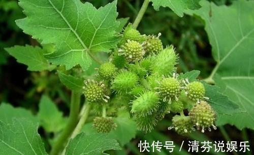 高血压|农村常见的野草，虽然是治疗鼻炎和风湿的良药，却也含有剧毒