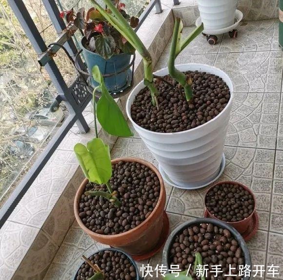 8种花换盆,换好了生一堆,换错立马死!8种花换盆,换好了生一堆,换错立马死!