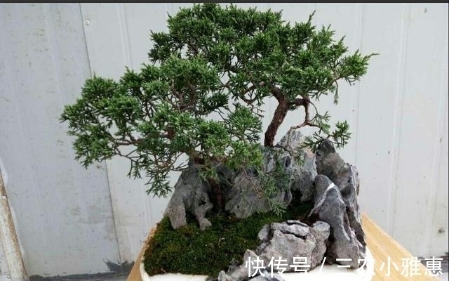 怎样才能制作出小巧玲珑、形态优美的微型盆景
