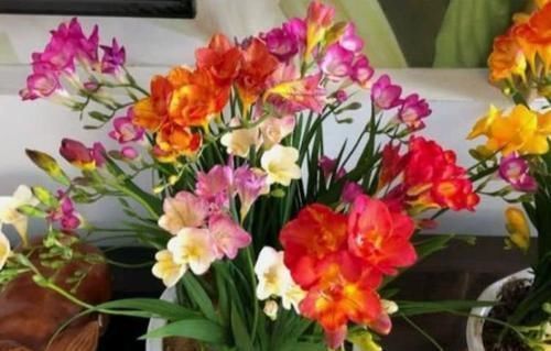 香水|4种花养阳台,旺财又镇宅,还能四季开花,花开不停歇,多彩多姿