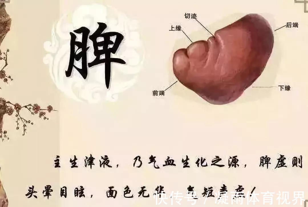 脾胃不好|一篇你从未见过,把补脾知识全讲明白的文章!懂养生的人都收藏了