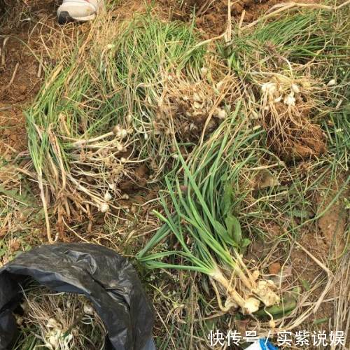 三人行必有我师焉|天天喊着吃野菜,牢记“3吃,5不吃”!为了家人健康,别再吃错