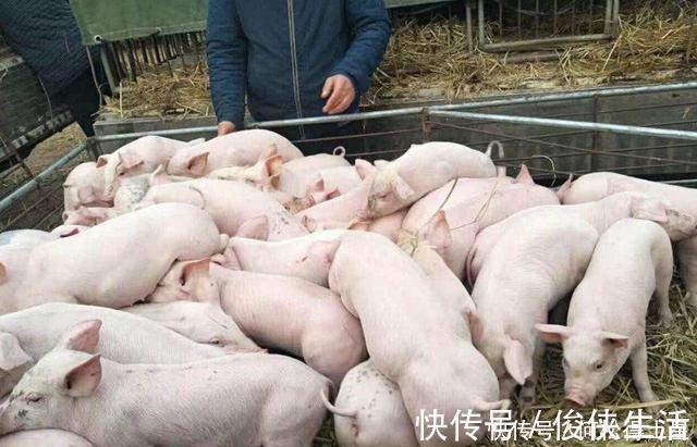 含钙量是牛奶的5倍，外国人视为高端菜，国内种植却少有人吃过