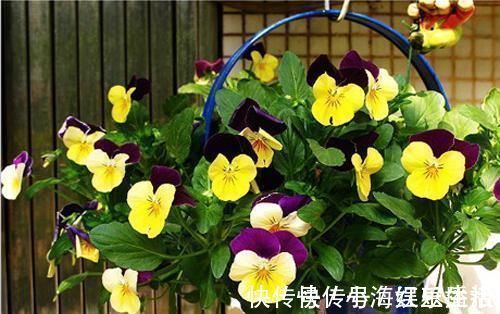 花肥|香蕉可以用来养花一根香蕉解决养花大问题，花卉长爆盆不招虫