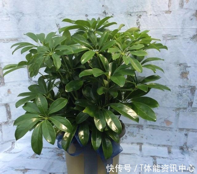 在弱光的室内就能生长旺盛的7种植物，没光照也能养好花！