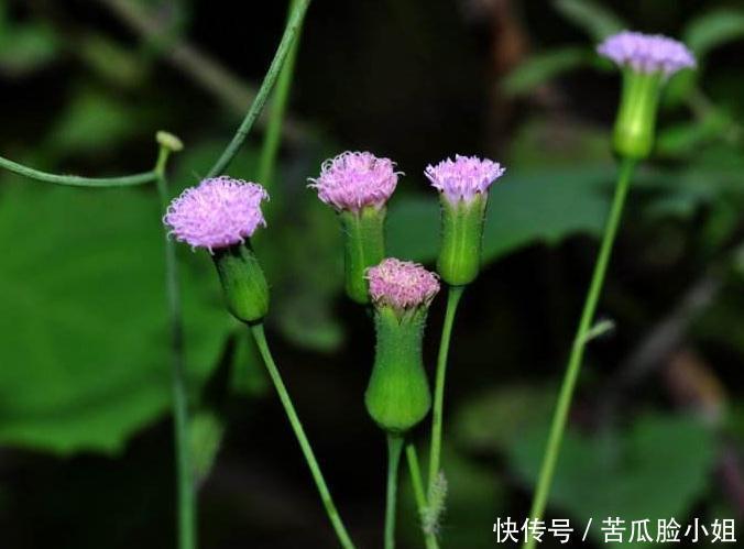  铲掉|农田里常有的一种野草，常被农民铲掉，清热解毒的良药，您认识吗