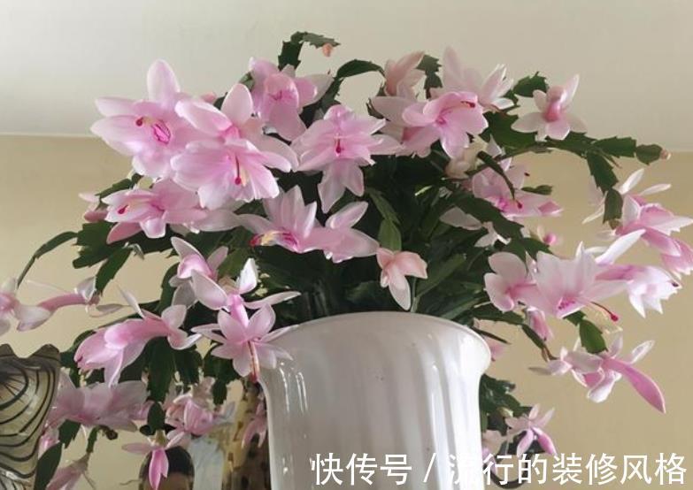 10月养蟹爪兰,了解掌握4个要点,叶片肥厚长势好,40天绽放群花