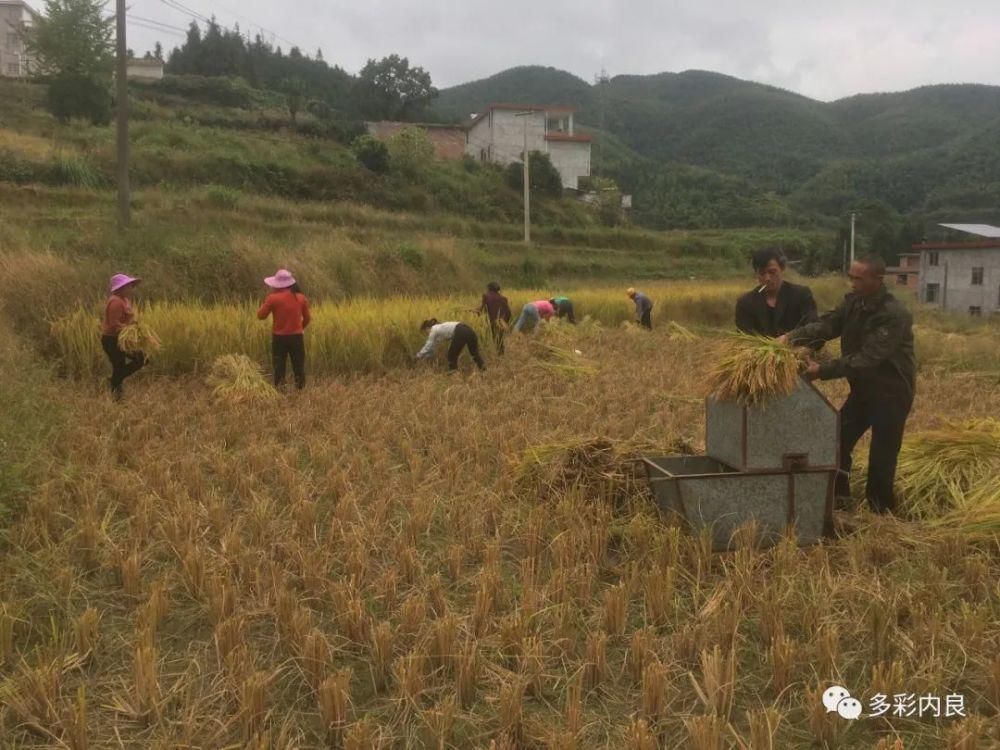 明目止烦|喝着山泉水长大的内良高山稻米，认识一下