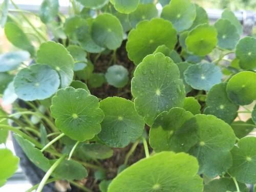 铜钱草叶子倒伏,3个主要影响因素,其中1个因素很重要