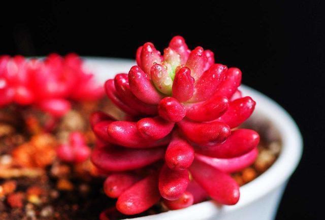 根部|多肉只能露养色彩斑斓,聪明的人教你3点,一学就会