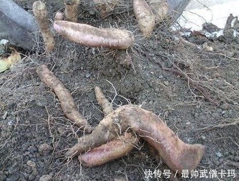 山药|他随意把山药丢到花盆,却不想给他惊喜不断