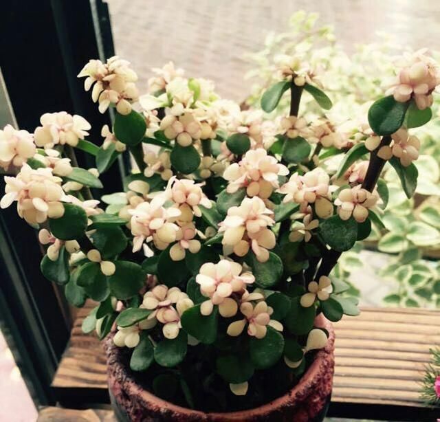 金枝玉叶长势慢,果断“剪一刀”再饿三天,“猛窜芽”变繁花老桩