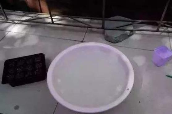 花草黄叶很难治,养花高手教你“几个方法”,轻松能搞定