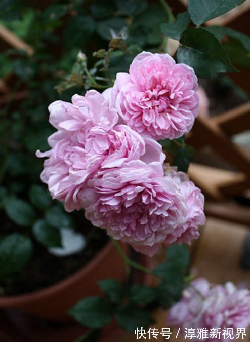 苏蕾|喜欢牡丹,不如养“高档玫瑰”修女伊丽莎白,色彩粉红,极为养眼