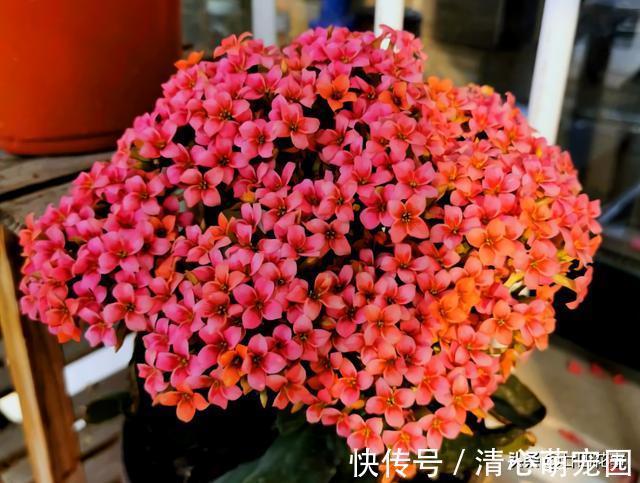 多肉植物|6种花,长高就“变丑”,株型低矮才“漂亮”,要舍得剪