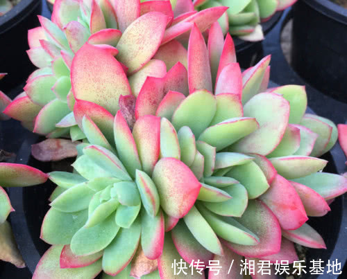 多肉绮罗怎么养更美观教你3个小妙招,养出鲜艳又红润的绮罗