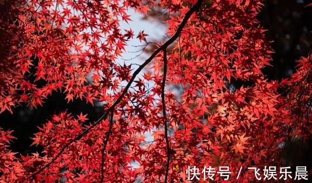 张锡纯|血瘀百病生!吃这2物,活血化瘀、美容养颜、防结节