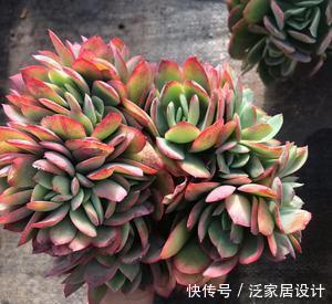 这些多肉真霸气,长势旺小盆装不下,易度夏越养越值钱