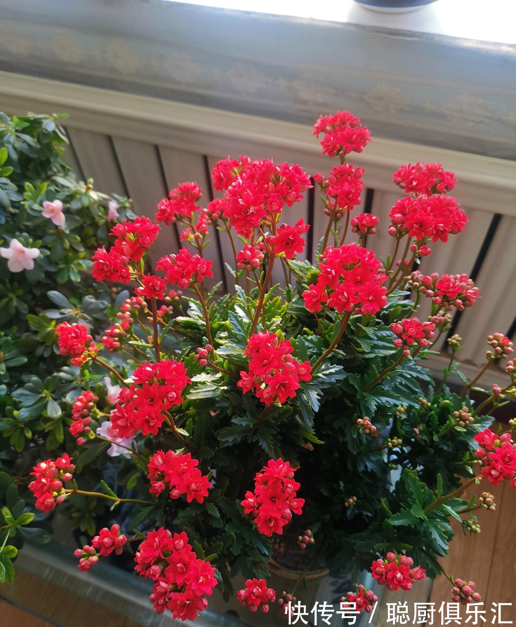 阳台养花,养棵红宝石吧,漂亮又喜庆,三季花开,冬天也灿烂
