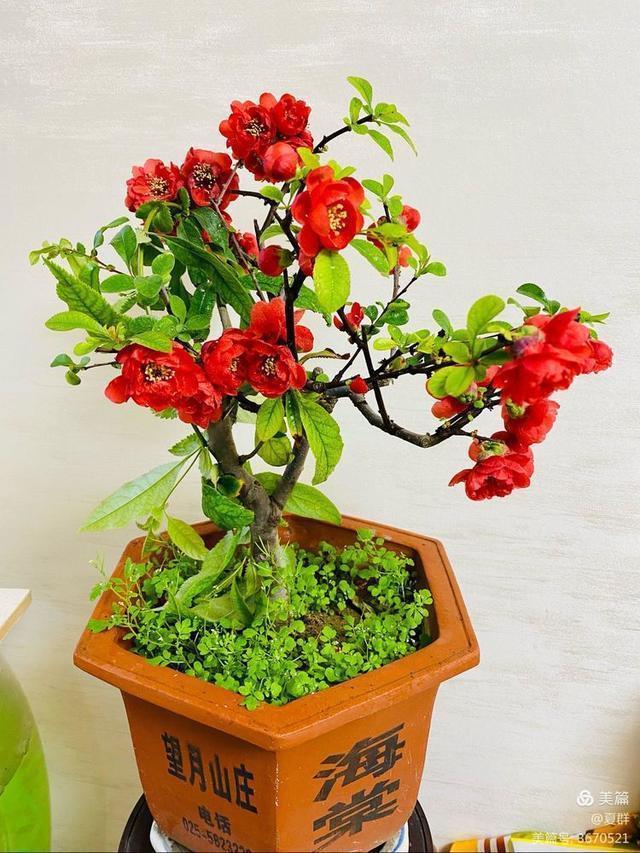 只恐夜深花睡去,故烧高烛照红妆!我与一盆海棠花的故事